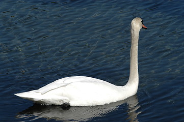 Image showing Swan_3_27.04.2005