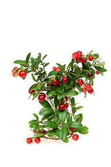 Image showing Red whortleberry