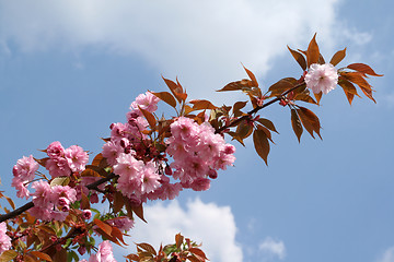 Image showing Crab apple.