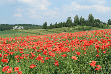 Image showing Poppy