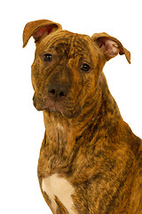 Image showing Staffordshire terrier dog