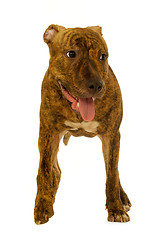 Image showing Staffordshire terrier dog