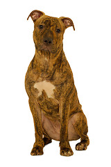 Image showing Staffordshire terrier dog