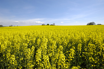 Image showing Yellow rape field