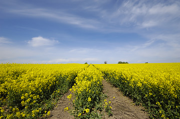 Image showing Yellow rape field