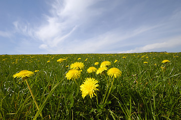 Image showing Dandelions and blue sky