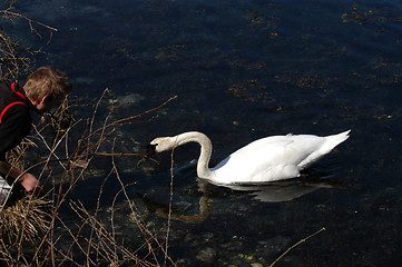 Image showing Swan_4_27.04.2005