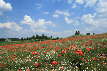 Image showing Poppy and chamomile