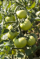 Image showing unripe tomatoes