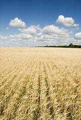Image showing wheat field and blue sky