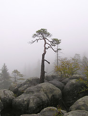 Image showing Pine