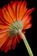 Image showing red gerbera