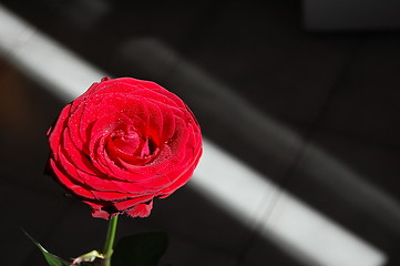 Image showing red rose 2