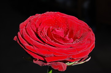 Image showing red rose