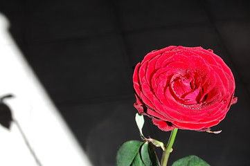 Image showing one rose