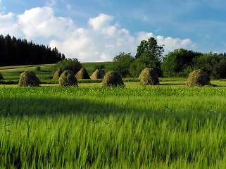 Image showing Haymaking