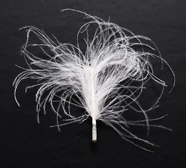 Image showing feather