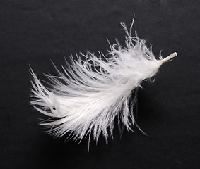 Image showing feather