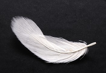 Image showing feather