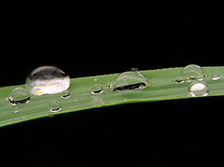 Image showing Drops