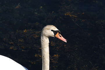 Image showing Swan_5_27.04.2005