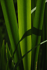 Image showing Green straws.