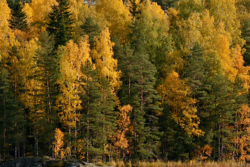 Image showing Trees in autumn