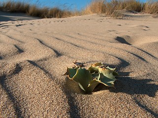 Image showing Alone In The Beach