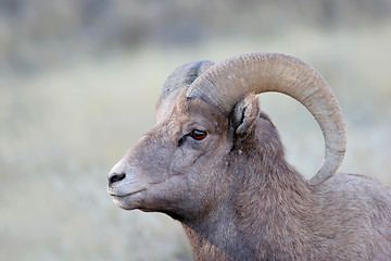 Image showing bighorn sheep