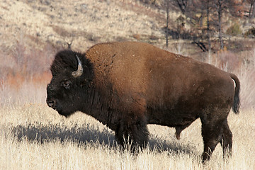 Image showing bison