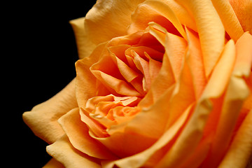 Image showing peach rose over black