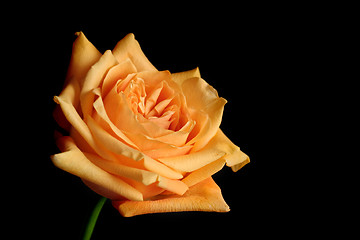 Image showing peach rose
