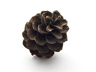 Image showing Pine cone