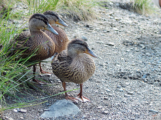 Image showing three ducks