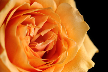 Image showing rose macro over black