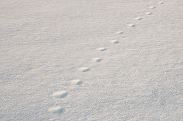 Image showing prints on snow