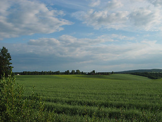 Image showing summer meadow