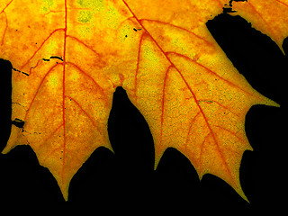 Image showing Maple leaf close-up