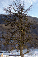 Image showing old tree