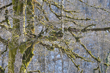 Image showing branches covered with moss