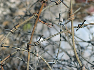 Image showing barbed wire