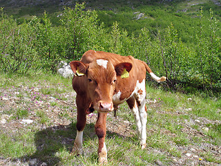 Image showing calf with eartags