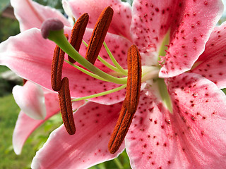 Image showing colorful lily closeup