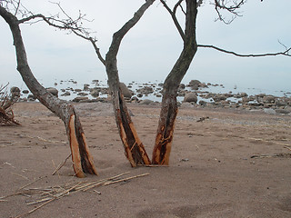 Image showing three trees