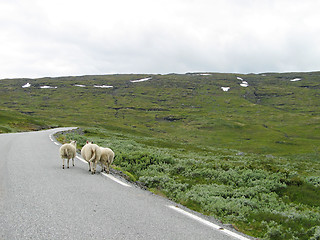 Image showing sheep trip