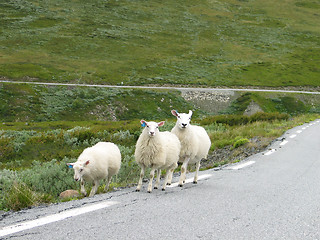 Image showing roadside pasture