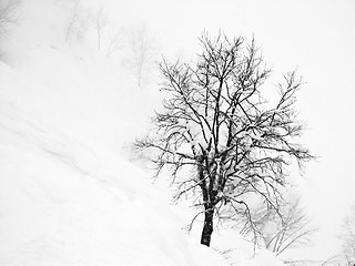 Image showing winter tree