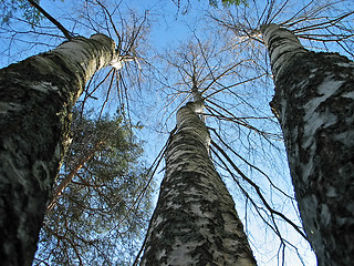 Image showing Three birches and pine