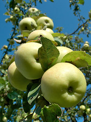 Image showing rich harvest