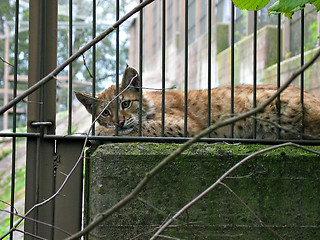 Image showing bobcat 